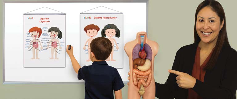 Entendiendo mi Cuerpo Es un material a escala real que ayuda — El Mundo de Sophia